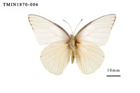 藏品(尖粉蝶)的圖片